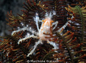 I want sleep
Komodo 2009
Nikon D200, 60 micro ,twin strobo by Marchione Giacomo 